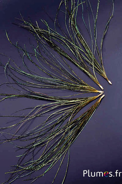 Anhänger Pfauenfaden - 15-28 cm - gelb-naturgrün